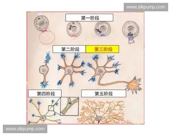 围绕起跳反应探究运动表现提升与神经控制机制的综合系统研究框架 围绕起跳反应探究运动表现提升与神经控制机制的综合系统研究框架